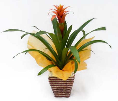 produto_plantas_3a